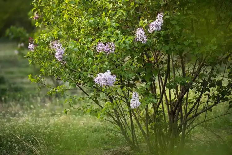 芬芳四溢丁香花