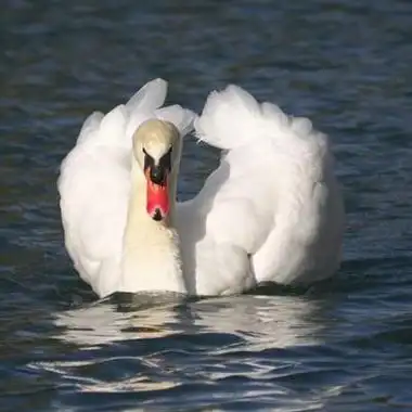 天鹅头像优雅美丽水中的天鹅头像图片