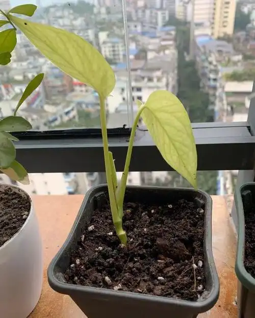 有"4种植物",根系长得快,扦插一盆活一盆,回家不妨试一试