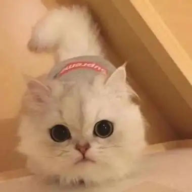 很有范令人怦然心动可爱宠物小猫头像 很好看又很高冷的小猫头像_动物