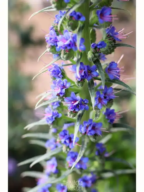 经典国外花园植物亮毛蓝蓟