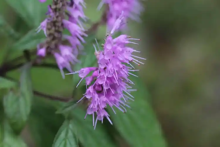 这种开紫色絮状花的植物有夏月解表之良药的美称你认识吗