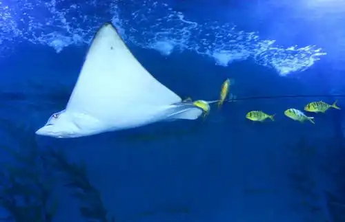 雷二小一年四班宋如一,海洋馆一日游