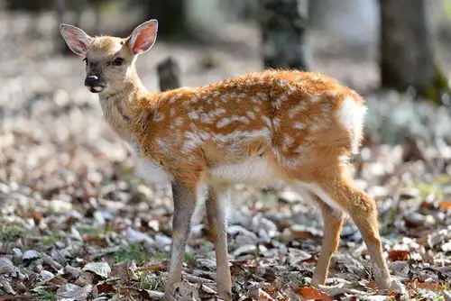 神农架野生梅花鹿23