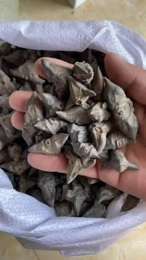 铁菱角产地浙江,主要功能,补脾益气减肥塑身