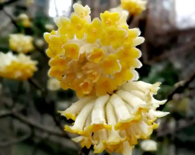 黄瑞香,有的多少已经有点过.