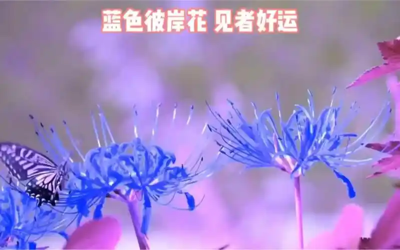 蓝色彼岸花图片壁纸