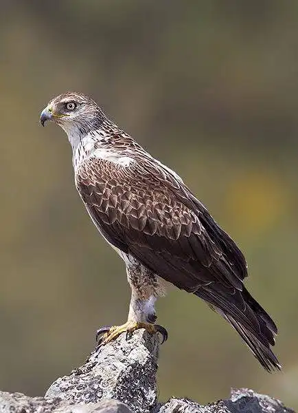 隼形目·鹰科·雕亚科:白腹隼雕