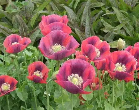 罂粟花图片_罂粟花的种植方法|栽培技术_罂粟花的功效与作用|药用价值