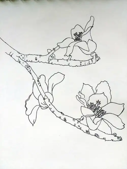 木棉花(花语:珍惜身边人)