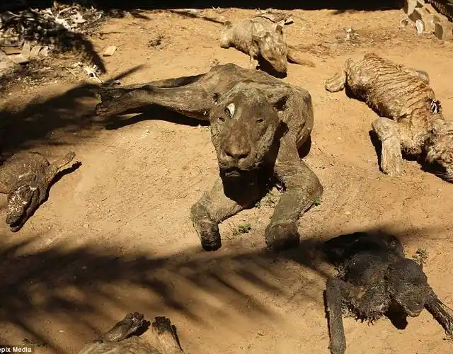 这可能是世界上最悲惨的动物园