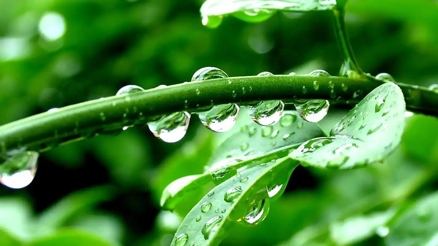 绿色护眼小草与雨露电脑桌面壁纸高清大图预览1600x900_植物壁纸下载