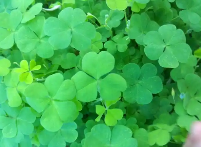 四叶草寓意四叶草寓意