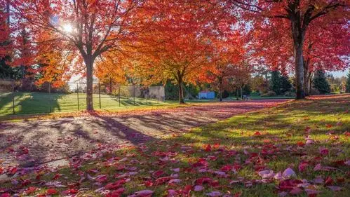 加拿大最美枫叶季赴加生子待产最佳赏枫景点一览