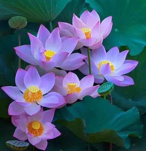 《荷&莲》—— 接天莲叶无穷碧,映日荷花别样红.