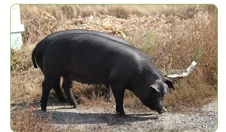 供应 黑毛猪育肥猪 口感劲道无异醒味厂家批发
