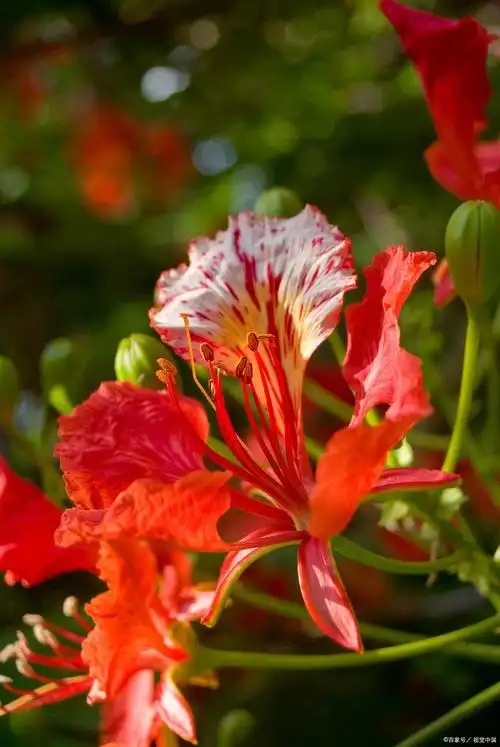 凤凰花的颜色鲜艳,多为红色或橙色,花朵较大,花瓣繁多,被誉为"花中之