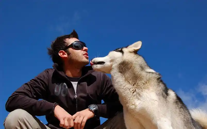 你的狗狗是否对你忠诚,看这4点就够了