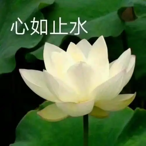 心如止水 - 一组佛系荷花表情包_荷花_佛系_斗图表情