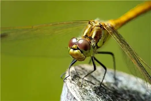 绿蜻蜓图片_绿蜻蜓图片大全_绿蜻蜓背景图片