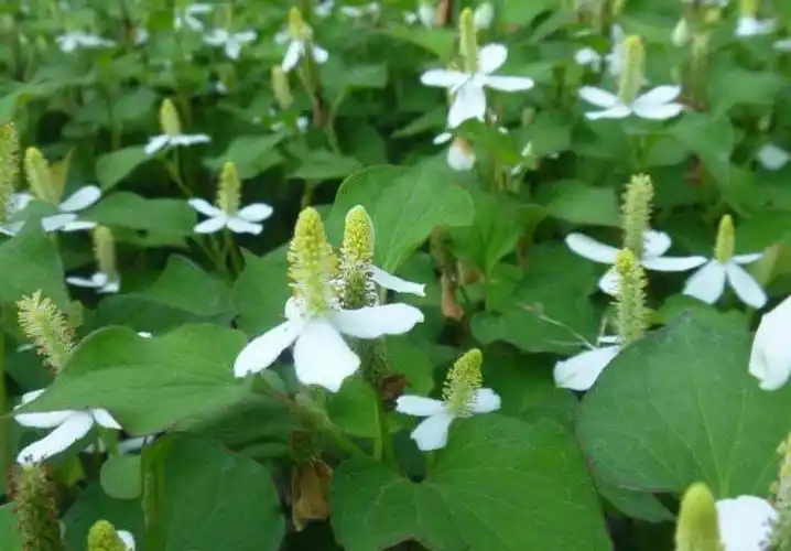 农村常见的鱼腥草,是中草药,能治痔疮