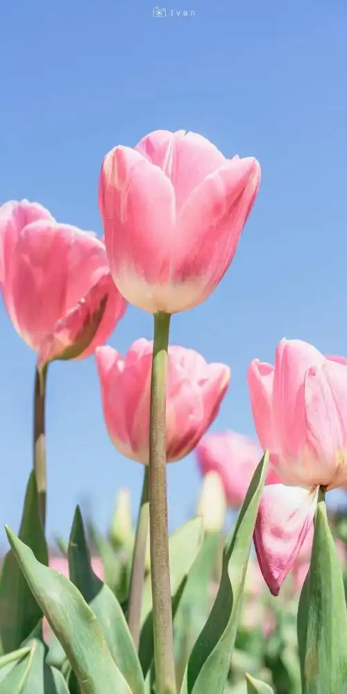 郁金香 - 堆糖,美图壁纸兴趣社区
