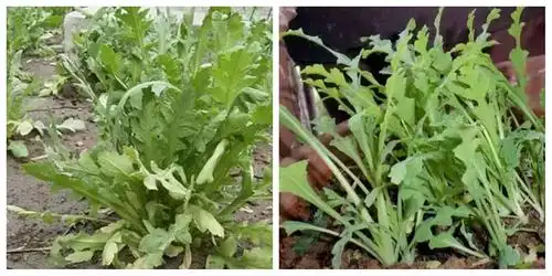 罂粟不是菜 种一颗也违法 珍爱生命 远离毒品 从禁种罂粟做起! - 美篇