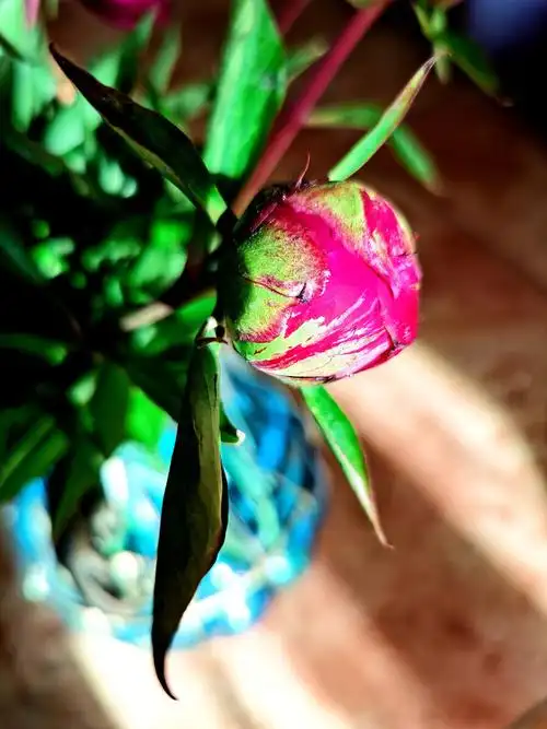 圆鼓鼓的芍药花苞