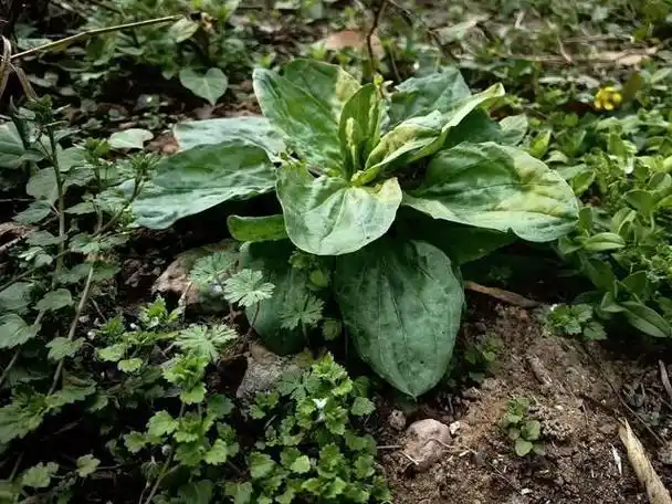 车前草是一种常见的野菜,生长在山地,路旁,草坪以及田野边缘等地.