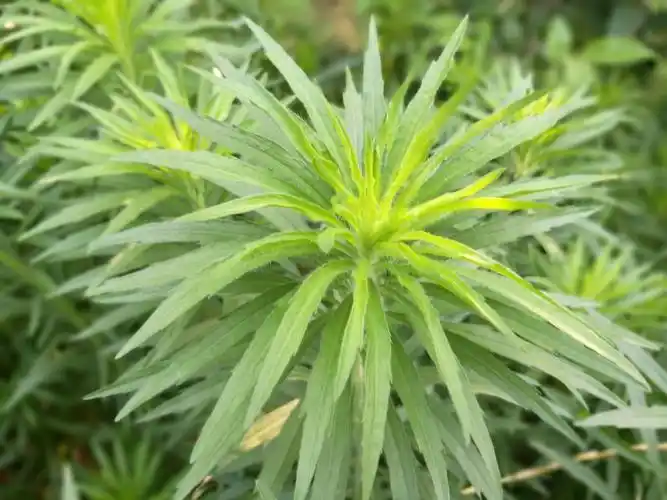 飞蓬,生命力极强,濮东大花园里长的最旺的一种兔子爱吃的野草,每次