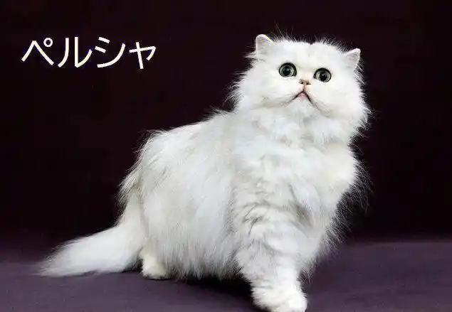 16615波斯猫: persian	ペルシャ26615孟加拉猫:bengal	ベンガ