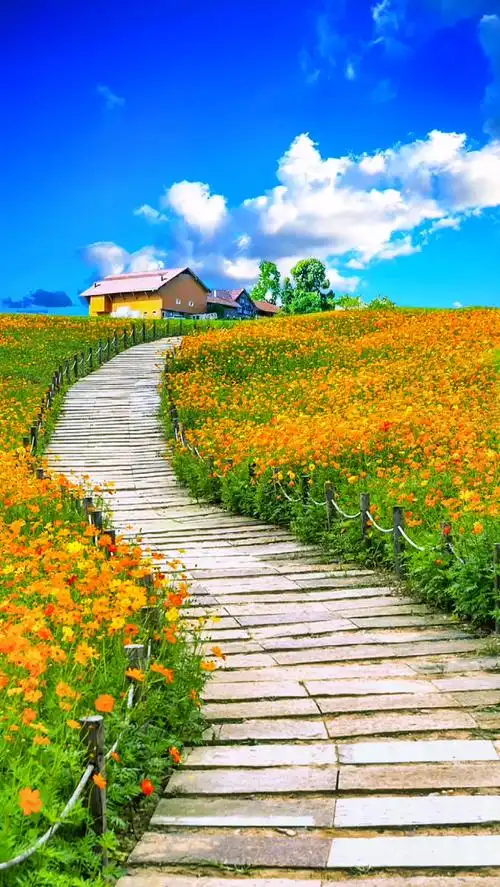 着,花儿开了,草儿绿了,岁月暖了,所有的美好都会如约而至～#唯美意境