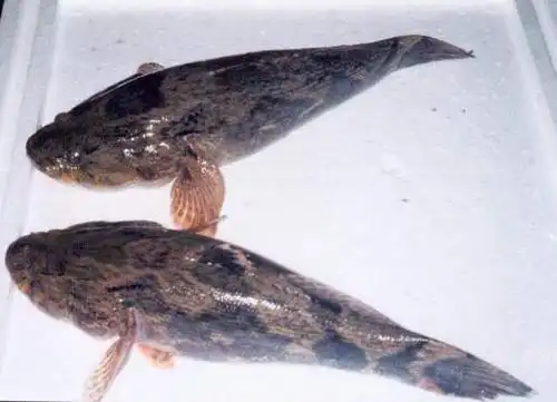 当前分类:笋壳鱼 共为您找到 8 条相关信息