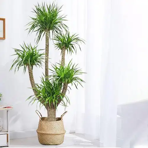 龙血树大型绿植多头龙血树龙铁树室内客厅盆栽花卉植物办公室盆景