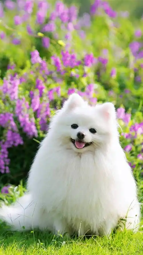 狗狗,萨摩耶,呆萌,狗狗,萌萌哒,手机壁纸呆萌萨摩耶