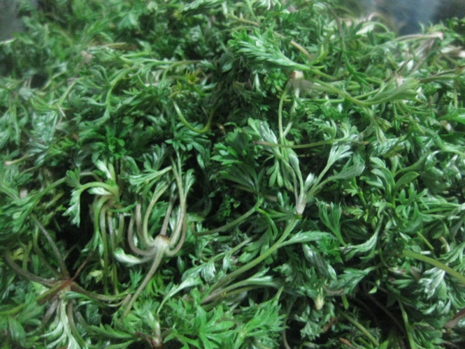 好吃的野菜,不过只有在三月份出嫩芽的时候才可以吃,您吃过吗?