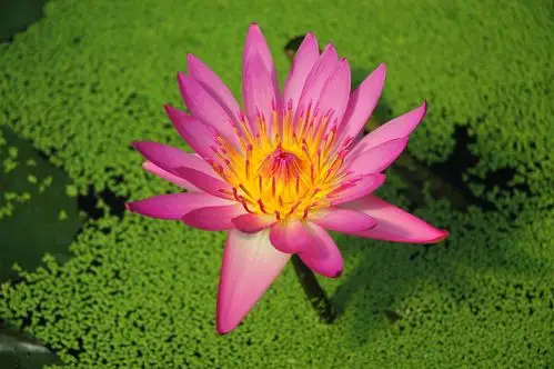 图片大全 植物花卉 睡莲图片 > 睡莲图片 第17张