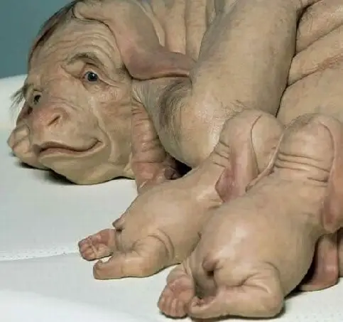 非洲发现外星猪 官方称系动物变异(2)