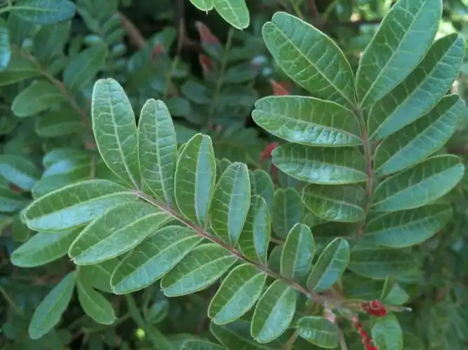 求这个灌木的名字?_百度知道