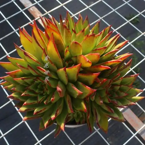 超大巨型口红魅惑之宵多肉植物稀有品种盆栽多肉植物