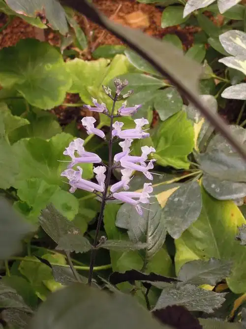 特丽莎香茶菜 唇形科 香茶菜属