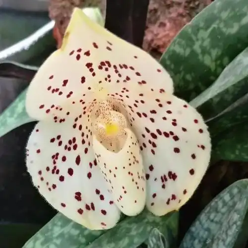 上海植物园在展览温室(一)内布置了十一种(含品种)兜兰属植物,有硬叶