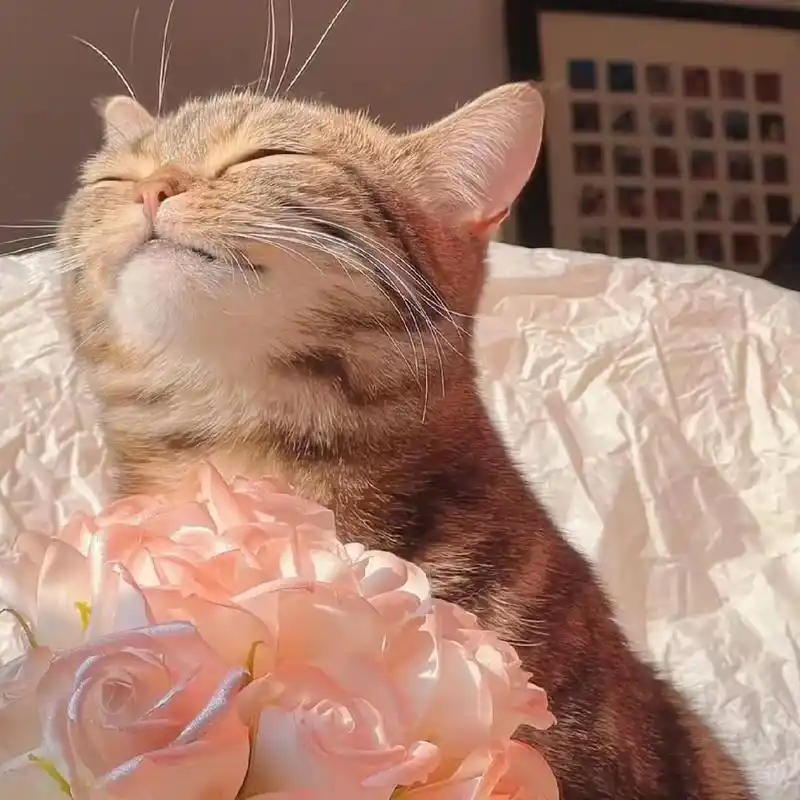 猫猫头像分享 圣火喵喵   原图:发财是只喵