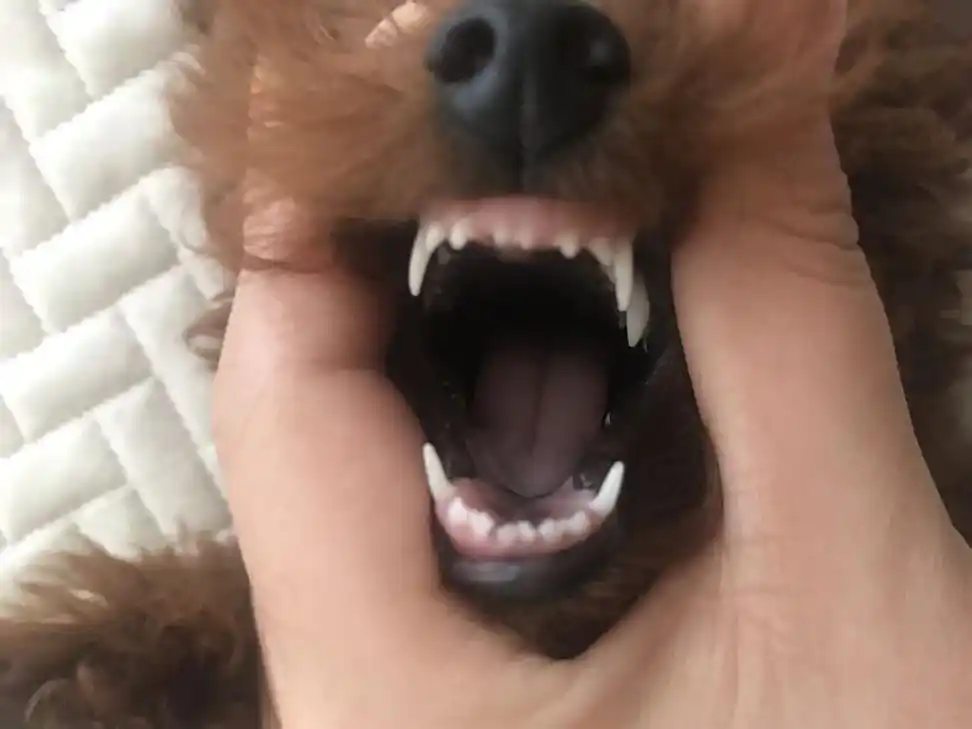 内行大神帮忙看下我家泰迪的牙齿,看她有几个月了