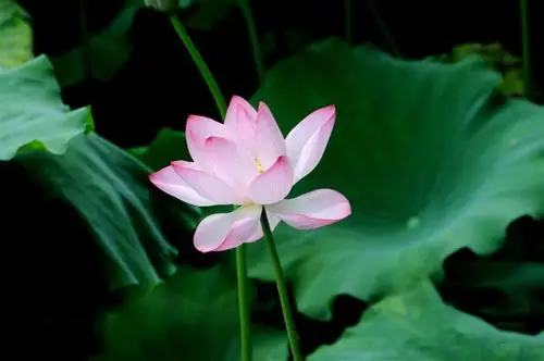 欣赏出水芙蓉美丽荷花