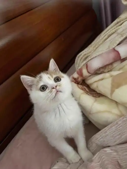 加菲猫混血无偿领养已领养