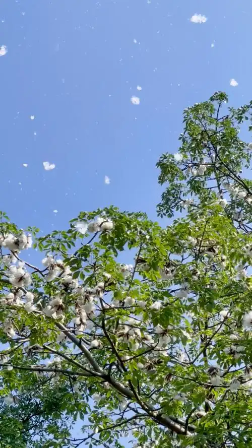 木棉絮随风飘扬,如轻盈白雪,漫天飞舞