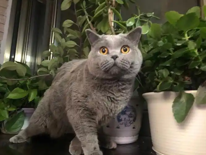 英短的体重欺骗性