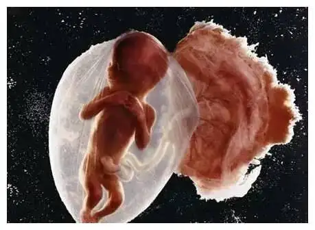 孕13周,孕妈平躺感觉胎儿缩成一团,是因为怕冷吗?