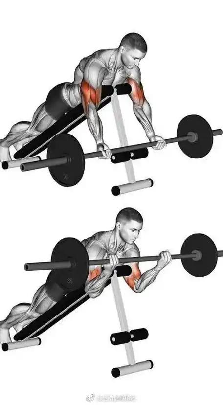 哑铃训练肌肉图解 - 抖音